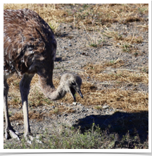 Darwins Rhea - Grazing